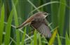Photo of Sedge Warbler at Linford Reserve, Linford GPs, Buckinghamshire. Taken by Michael Haberfield on 5th June 2026.