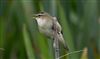 Photo of Sedge Warbler at Linford Reserve, Linford GPs, Buckinghamshire. Taken by Michael Haberfield on 5th June 2026.