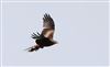 Photo of Red Kite at Latimer Park, Latimer, Buckinghamshire. Taken by Don Stone on 29th May 2026.