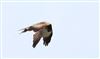 Photo of Red Kite at Latimer Park, Latimer, Buckinghamshire. Taken by Don Stone on 29th May 2026.