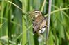 Photo of Sedge Warbler at Linford Reserve, Linford GPs, Buckinghamshire. Taken by Michael Haberfield on 6th June 2026.