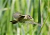 Photo of Sedge Warbler at Linford Reserve, Linford GPs, Buckinghamshire. Taken by Michael Haberfield on 6th June 2026.