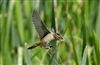 Photo of Sedge Warbler at Linford Reserve, Linford GPs, Buckinghamshire. Taken by Michael Haberfield on 6th June 2026.