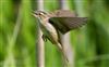 Photo of Sedge Warbler at Linford Reserve, Linford GPs, Buckinghamshire. Taken by Michael Haberfield on 6th June 2026.