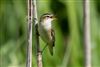 Photo of Sedge Warbler at Linford Reserve, Linford GPs, Buckinghamshire. Taken by Michael Haberfield on 6th June 2026.