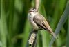Photo of Sedge Warbler at Linford Reserve, Linford GPs, Buckinghamshire. Taken by Michael Haberfield on 6th June 2026.