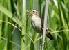 Photo of Sedge Warbler at Linford Reserve, Linford GPs, Buckinghamshire. Taken by Michael Haberfield on 6th June 2026.