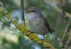 Photo of Garden Warbler at Linford Reserve, Linford GPs, Buckinghamshire. Taken by Michael Haberfield on 9th June 2026.