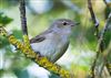 Photo of Garden Warbler at Linford Reserve, Linford GPs, Buckinghamshire. Taken by Michael Haberfield on 9th June 2026.