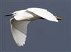 Little Egret at Linford Reserve, Linford GPs, Buckinghamshire. Photographed by Michael Haberfield on 9th June 2026.