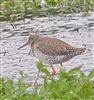 Photo of Redshank at Dorney Common, Dorney, Buckinghamshire. Taken by Tony James on 7th June 2026.