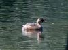 Photo of Little Grebe at Linford Reserve, Linford GPs, Buckinghamshire. Taken by Michael Haberfield on 12th July 2026.