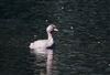 Photo of Little Grebe at Linford Reserve, Linford GPs, Buckinghamshire. Taken by Michael Haberfield on 12th July 2026.