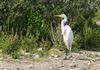 Photo of Great White Egret at Linford Reserve, Linford GPs, Buckinghamshire. Taken by Michael Haberfield on 10th July 2026.