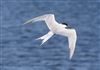 Photo of Common Tern at Linford Reserve, Linford GPs, Buckinghamshire. Taken by Michael Haberfield on 11th July 2026.