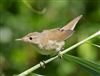 Photo of Reed Warbler at Linford Reserve, Linford GPs, Buckinghamshire. Taken by Michael Haberfield on 12th July 2026.