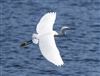Little Egret at Linford Reserve, Linford GPs, Buckinghamshire. Photographed by Michael Haberfield on 12th July 2026.