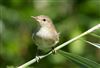 Photo of Reed Warbler at Linford Reserve, Linford GPs, Buckinghamshire. Taken by Michael Haberfield on 12th July 2026.