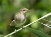 Photo of Reed Warbler at Linford Reserve, Linford GPs, Buckinghamshire. Taken by Michael Haberfield on 12th July 2026.