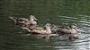 Photo of Mandarin Duck at Burnham Beeches, Buckinghamshire. Taken by Jim Rose on 14th July 2026.