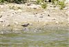 Photo of Green Sandpiper at Linford Reserve, Linford GPs, Buckinghamshire. Taken by Michael Haberfield on 13th July 2026.