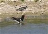 Photo of Oystercatcher at Linford Reserve, Linford GPs, Buckinghamshire. Taken by Michael Haberfield on 13th July 2026.