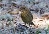 Photo of Robin at Linford Reserve, Linford GPs, Buckinghamshire. Taken by Michael Haberfield on 13th July 2026.
