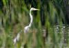 Photo of Great White Egret at Linford Reserve, Linford GPs, Buckinghamshire. Taken by Michael Haberfield on 13th July 2026.