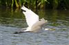 Photo of Great White Egret at Linford Reserve, Linford GPs, Buckinghamshire. Taken by Michael Haberfield on 15th July 2026.