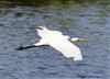 Photo of Great White Egret at Linford Reserve, Linford GPs, Buckinghamshire. Taken by Michael Haberfield on 16th July 2026.