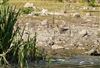 Photo of Snipe at Linford Reserve, Linford GPs, Buckinghamshire. Taken by Michael Haberfield on 15th July 2026.