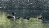 Photo of Tufted Duck at Linford Reserve, Linford GPs, Buckinghamshire. Taken by Michael Haberfield on 15th July 2026.