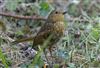 Photo of Robin at Linford Reserve, Linford GPs, Buckinghamshire. Taken by Michael Haberfield on 16th July 2026.