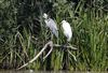 Photo of Great White Egret at Linford Reserve, Linford GPs, Buckinghamshire. Taken by Michael Haberfield on 13th July 2026.