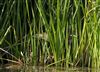 Photo of Bittern. Taken by Michael Haberfield.