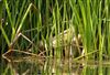 Photo of Bittern. Taken by Michael Haberfield.