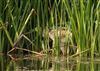 Photo of Bittern. Taken by Michael Haberfield.