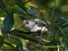 Photo of Long-tailed Tit at Linford Reserve, Linford GPs, Buckinghamshire. Taken by Michael Haberfield on 16th July 2026.