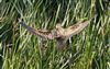 Photo of Bittern. Taken by Michael Haberfield.