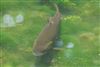 OTHER SPECIES at Little Missenden, Buckinghamshire. Photographed by Don Stone on 17th July 2026.