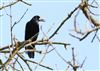 Rook at Little Missenden, Buckinghamshire. Photographed by Don Stone on 17th July 2026.