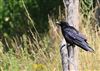 Carrion Crow at Little Missenden, Buckinghamshire. Photographed by Don Stone on 17th July 2026.