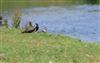 Lapwing at Little Missenden, Buckinghamshire. Photographed by Don Stone on 17th July 2026.