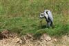 Grey Heron at Little Missenden, Buckinghamshire. Photographed by Don Stone on 17th July 2026.
