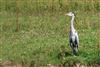 Grey Heron at Little Missenden, Buckinghamshire. Photographed by Don Stone on 17th July 2026.