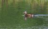 Mandarin Duck at Little Missenden, Buckinghamshire. Photographed by Don Stone on 17th July 2026.