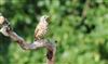 Mistle Thrush at Great Missenden Abbey, Buckinghamshire. Photographed by Don Stone on 18th July 2026.