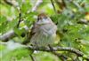 Blackcap at Linford Reserve, Linford GPs, Buckinghamshire. Photographed by Michael Haberfield on 26th July 2026.