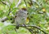 Blackcap at Linford Reserve, Linford GPs, Buckinghamshire. Photographed by Michael Haberfield on 26th July 2026.