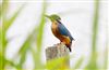 Photo of Kingfisher at Linford Reserve, Linford GPs, Buckinghamshire. Taken by Michael Haberfield on 26th July 2026.